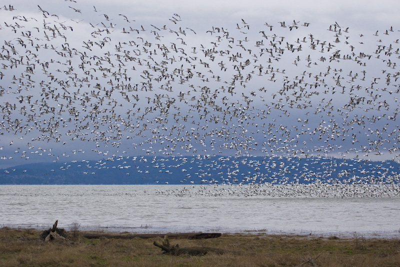 Snow Geese In Flight